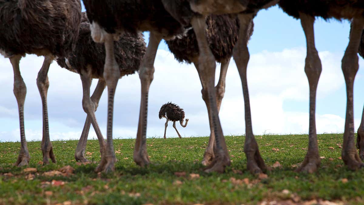 Detail Ostrich Pic Nomer 47