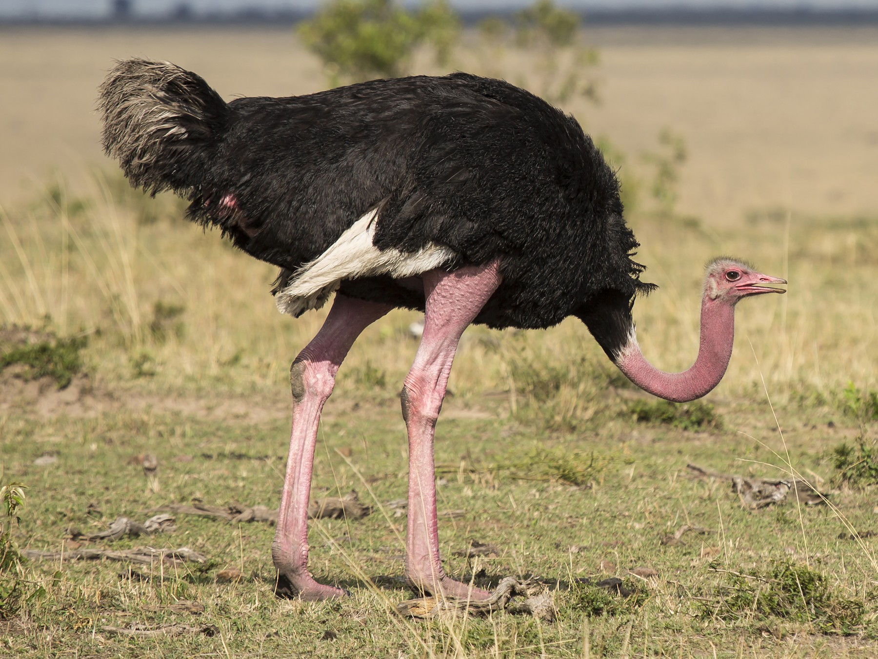 Detail Ostrich Pic Nomer 7