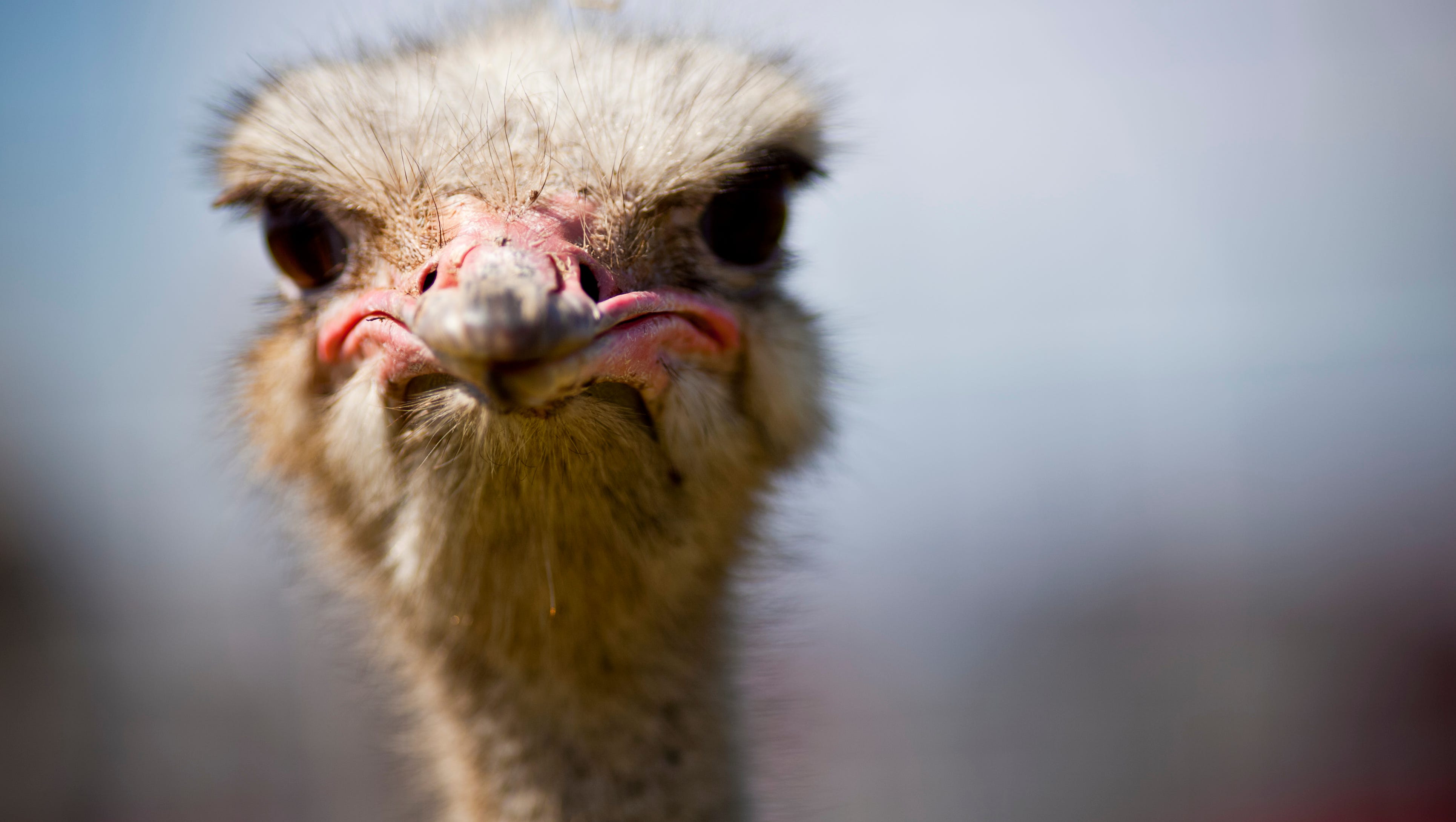 Detail Ostrich Picture Nomer 6