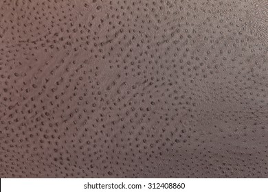 Detail Ostrich Skin Wallpaper Nomer 54