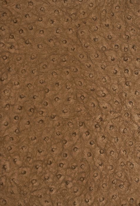 Detail Ostrich Skin Wallpaper Nomer 7