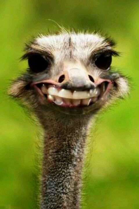 Detail Ostrich Smiling With Teeth Nomer 2