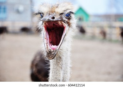 Detail Ostrich Smiling With Teeth Nomer 11