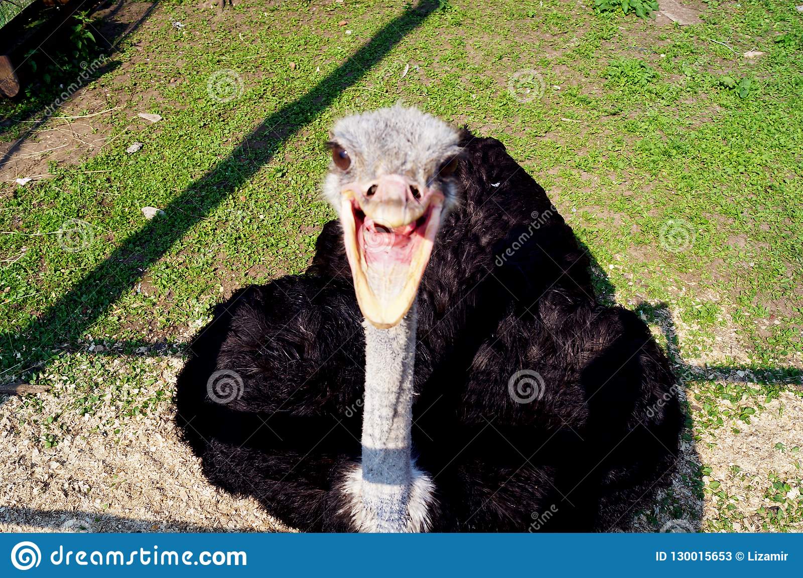 Detail Ostrich Smiling With Teeth Nomer 14