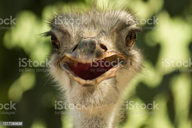 Detail Ostrich Smiling With Teeth Nomer 25