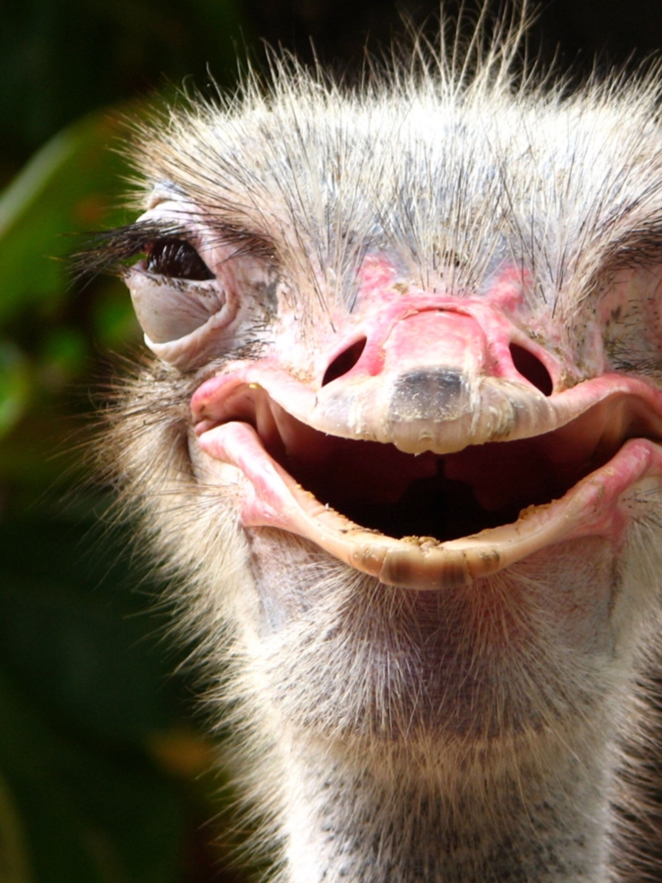 Detail Ostrich Smiling With Teeth Nomer 45