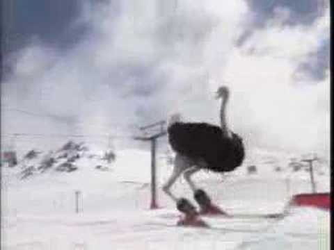 Ostrich Snowboarding - KibrisPDR