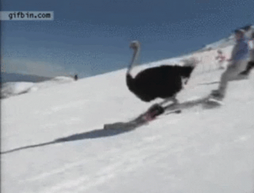 Detail Ostrich Snowboarding Nomer 3