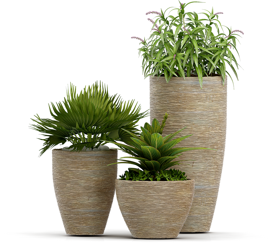 Detail Outdoor Plant Png Nomer 27