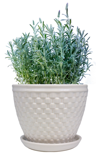 Detail Outdoor Planter Png Nomer 29