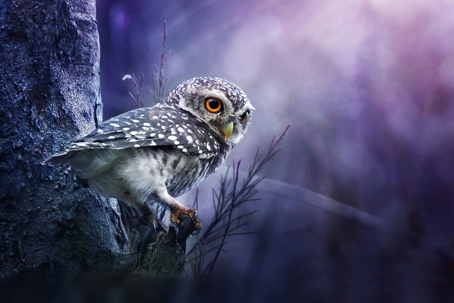 Owl Background - KibrisPDR