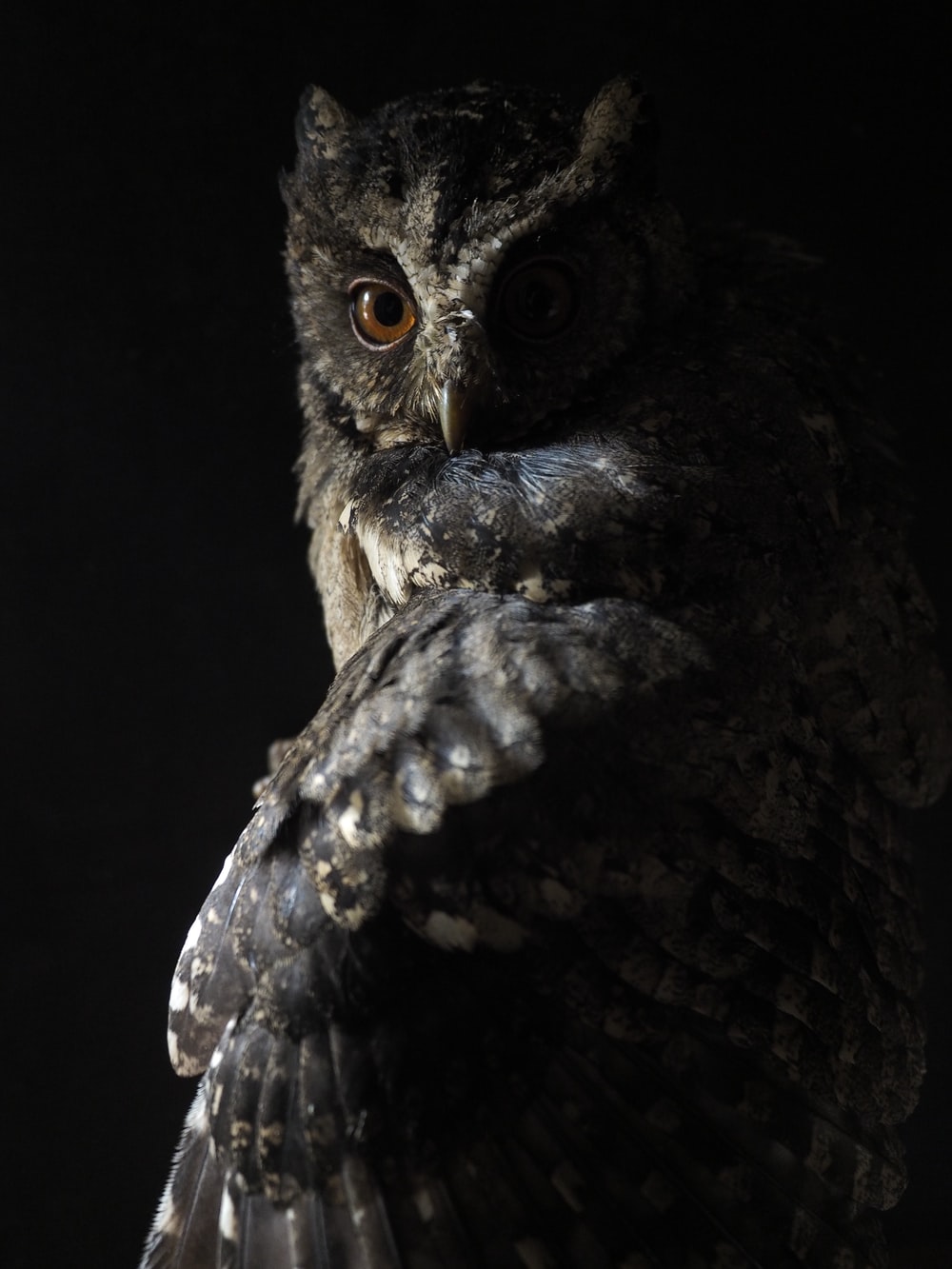 Detail Owl Background Nomer 2
