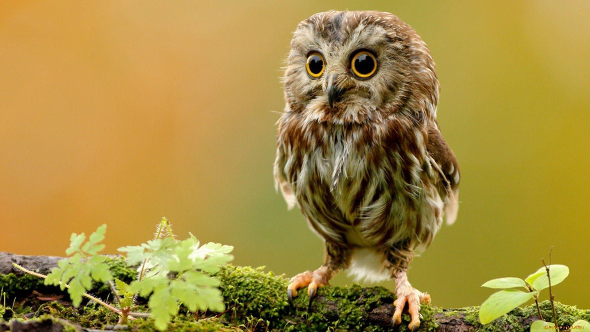Detail Owl Background Nomer 12