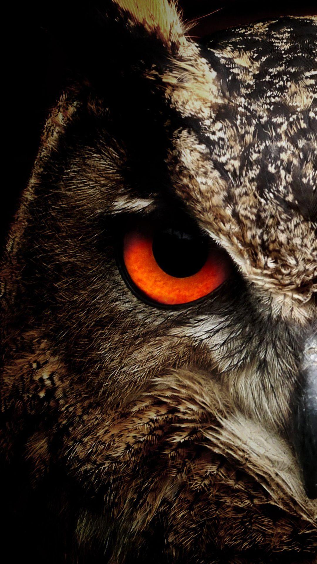 Detail Owl Background Nomer 15