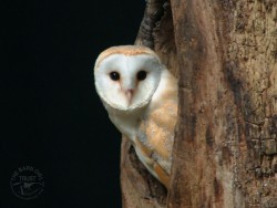 Detail Owl Background Nomer 18