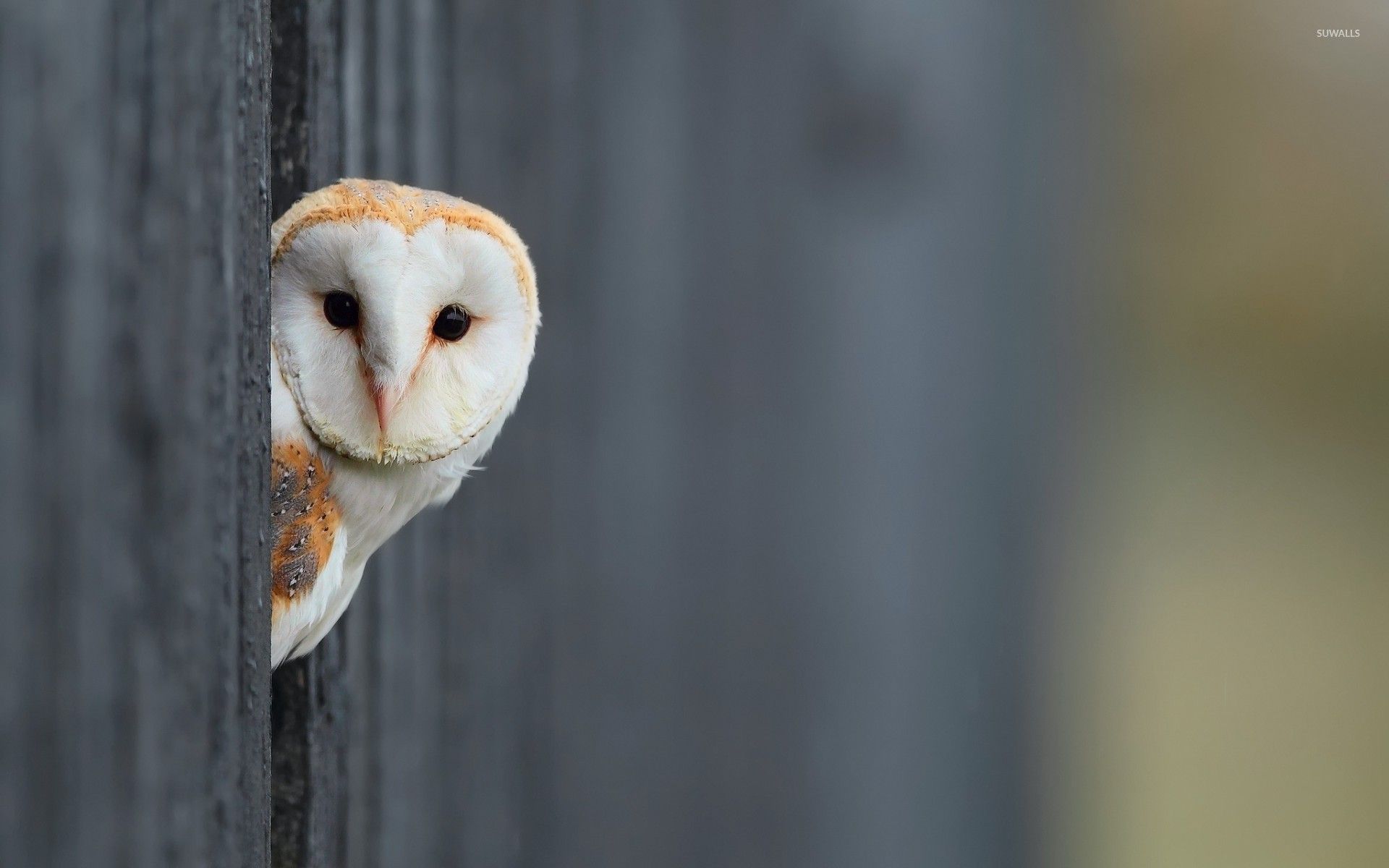 Detail Owl Background Nomer 20
