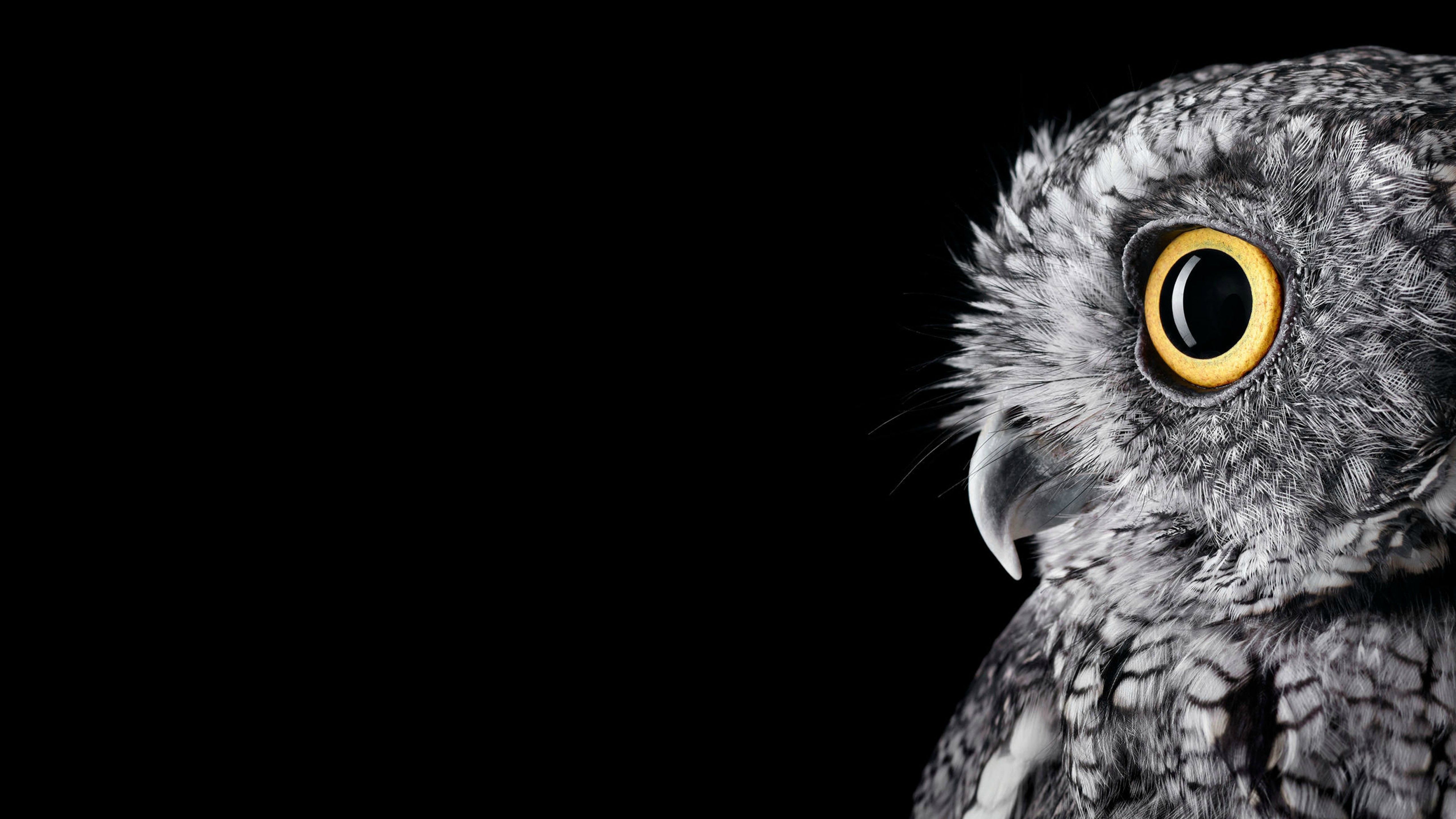 Detail Owl Background Nomer 3