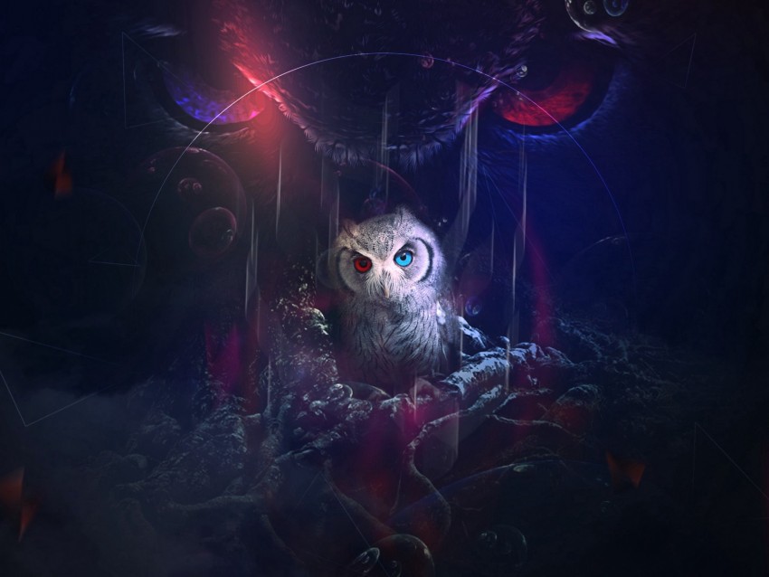Detail Owl Background Nomer 21