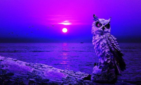 Detail Owl Background Nomer 23