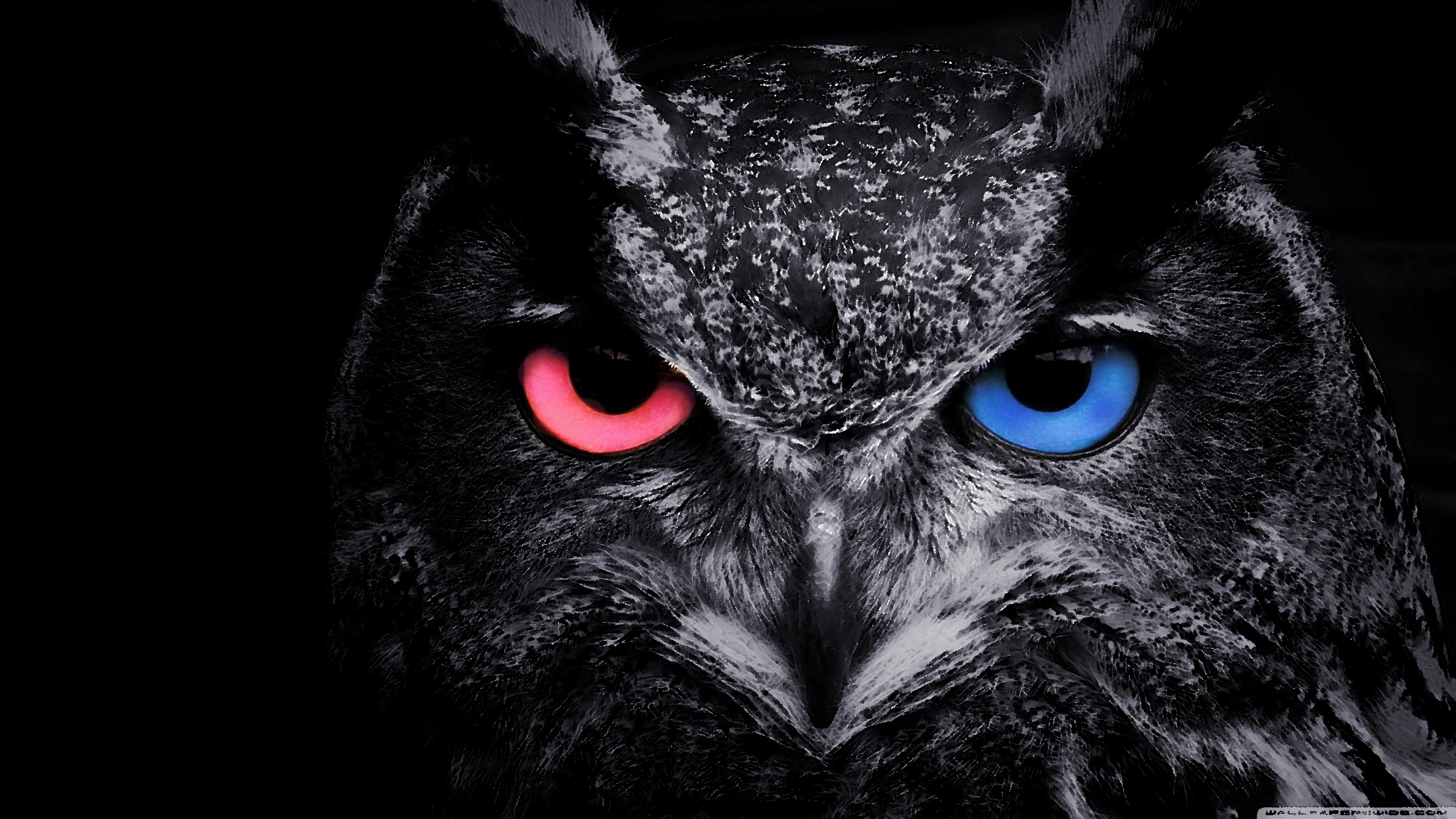 Detail Owl Background Nomer 28