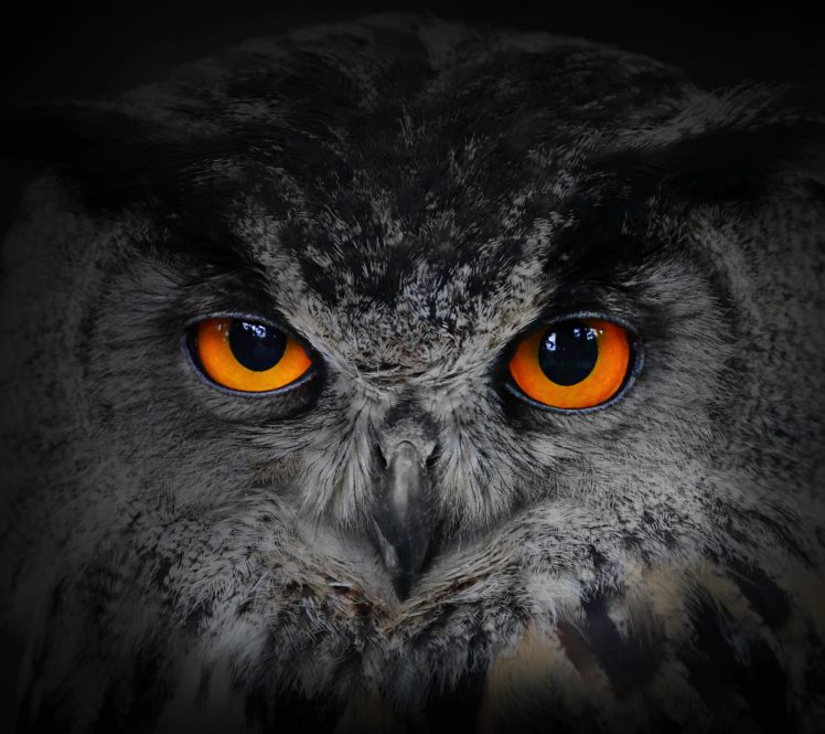 Detail Owl Background Nomer 30
