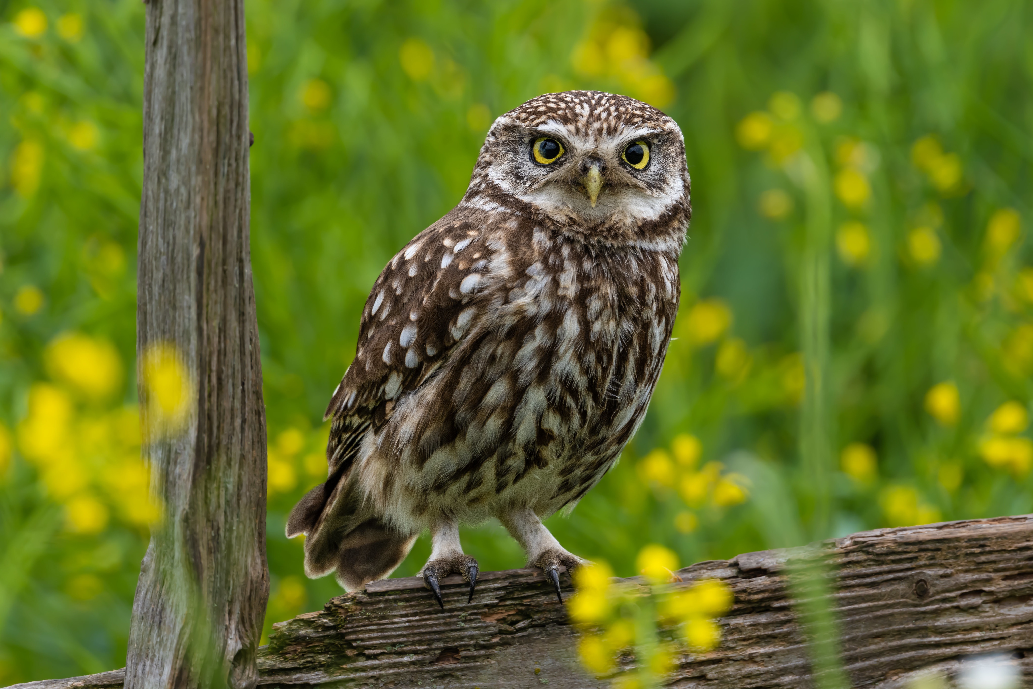 Detail Owl Background Nomer 46