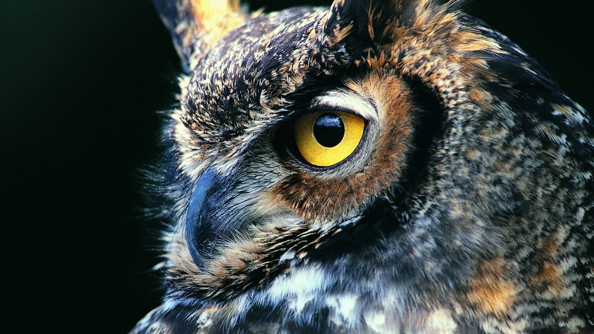 Detail Owl Background Nomer 47