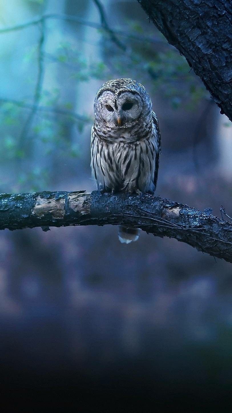 Detail Owl Background Nomer 6