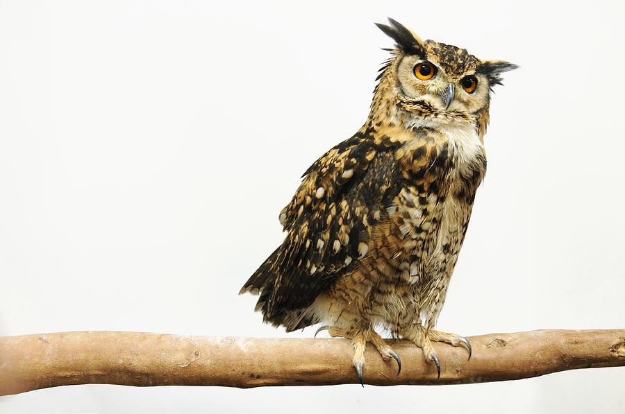 Detail Owl Background Nomer 53