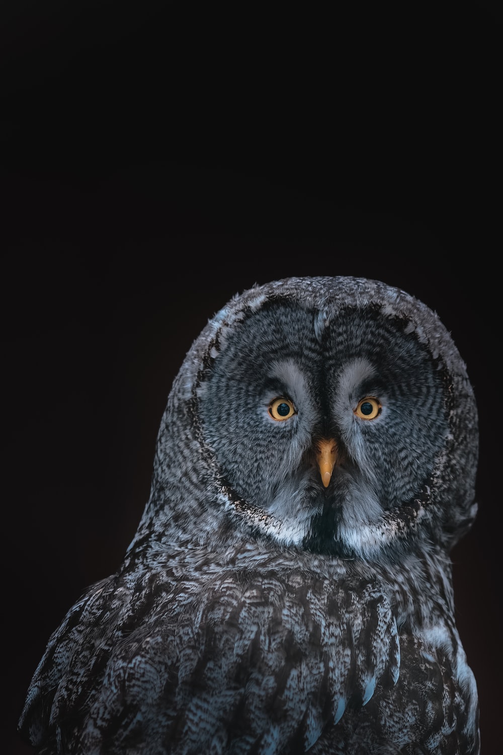 Detail Owl Background Nomer 56
