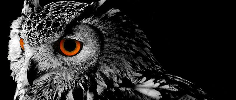 Detail Owl Background Nomer 7