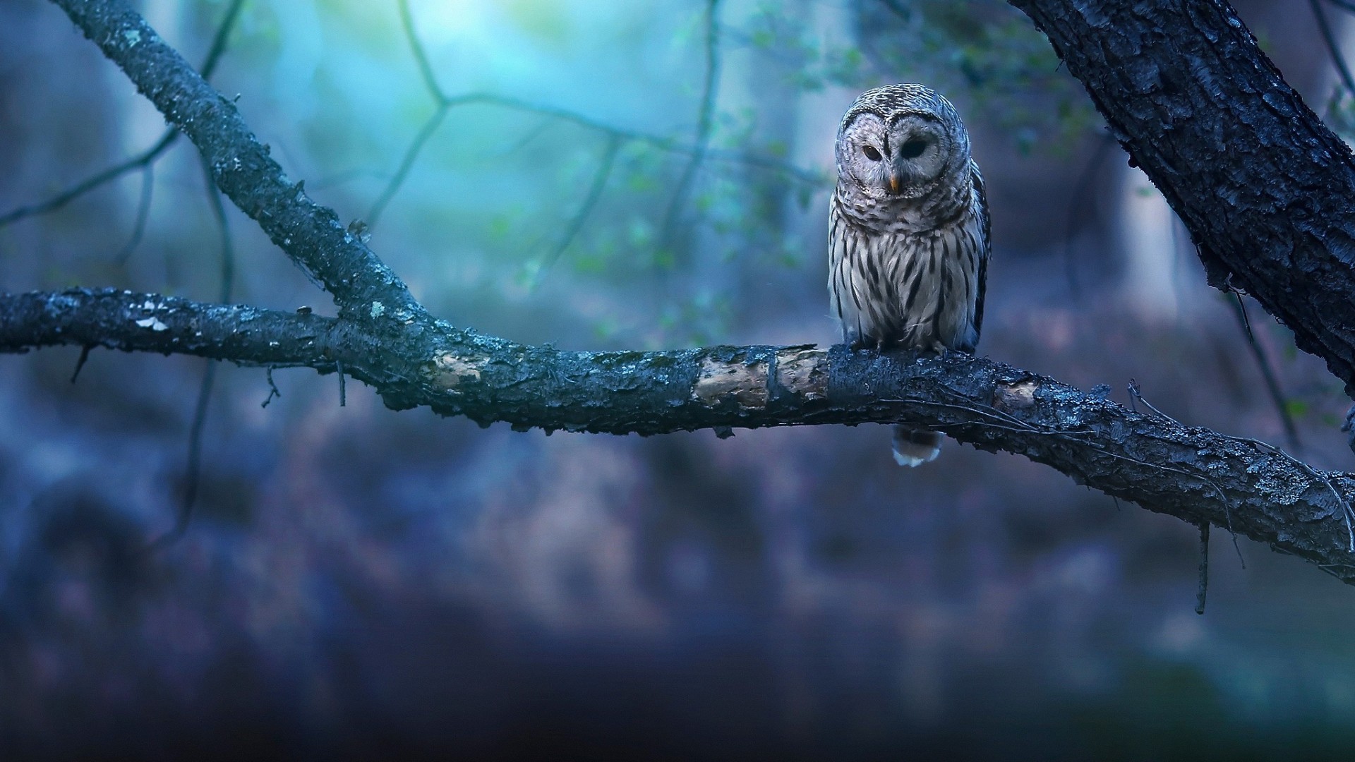 Detail Owl Background Nomer 8