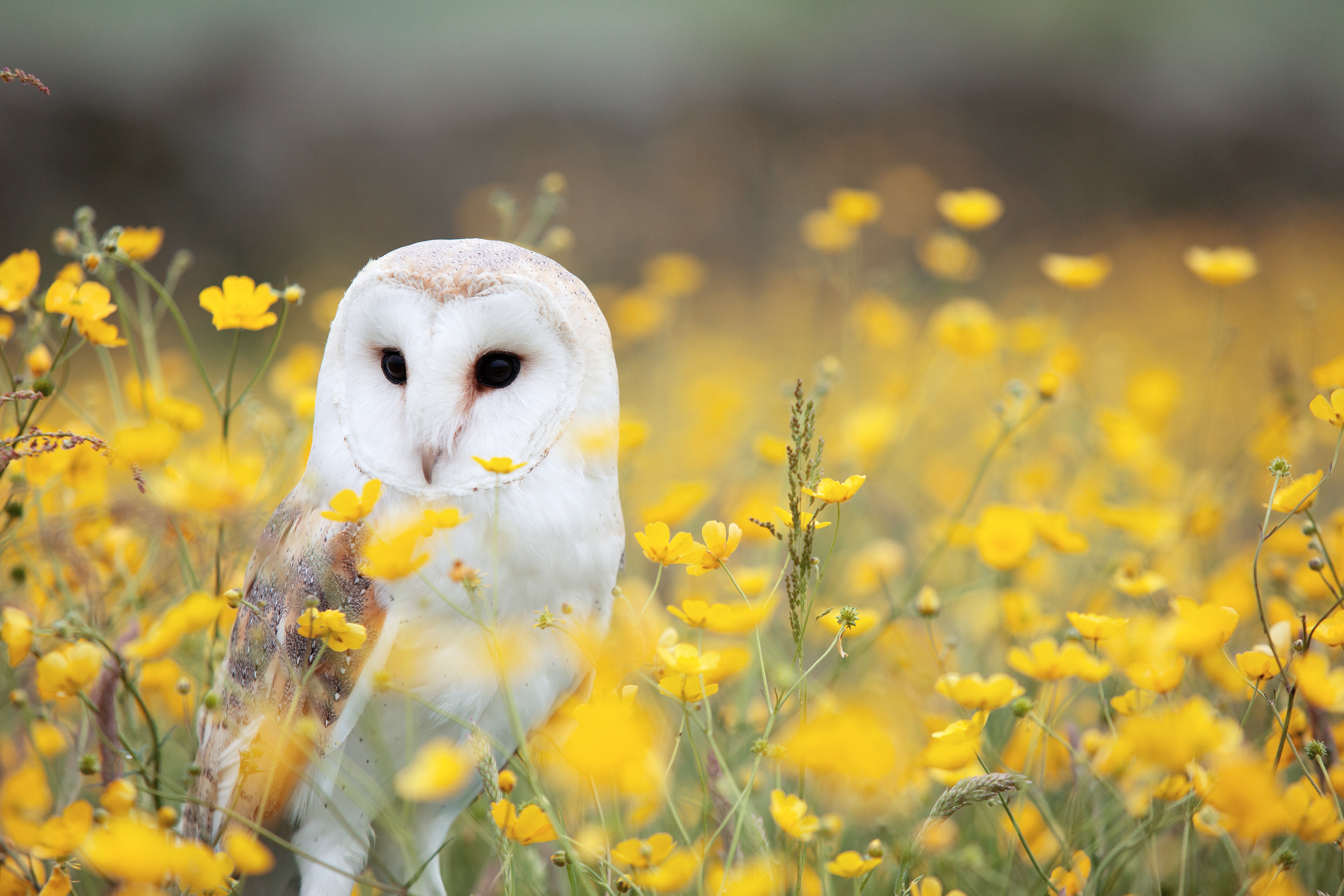 Detail Owl Background Nomer 9