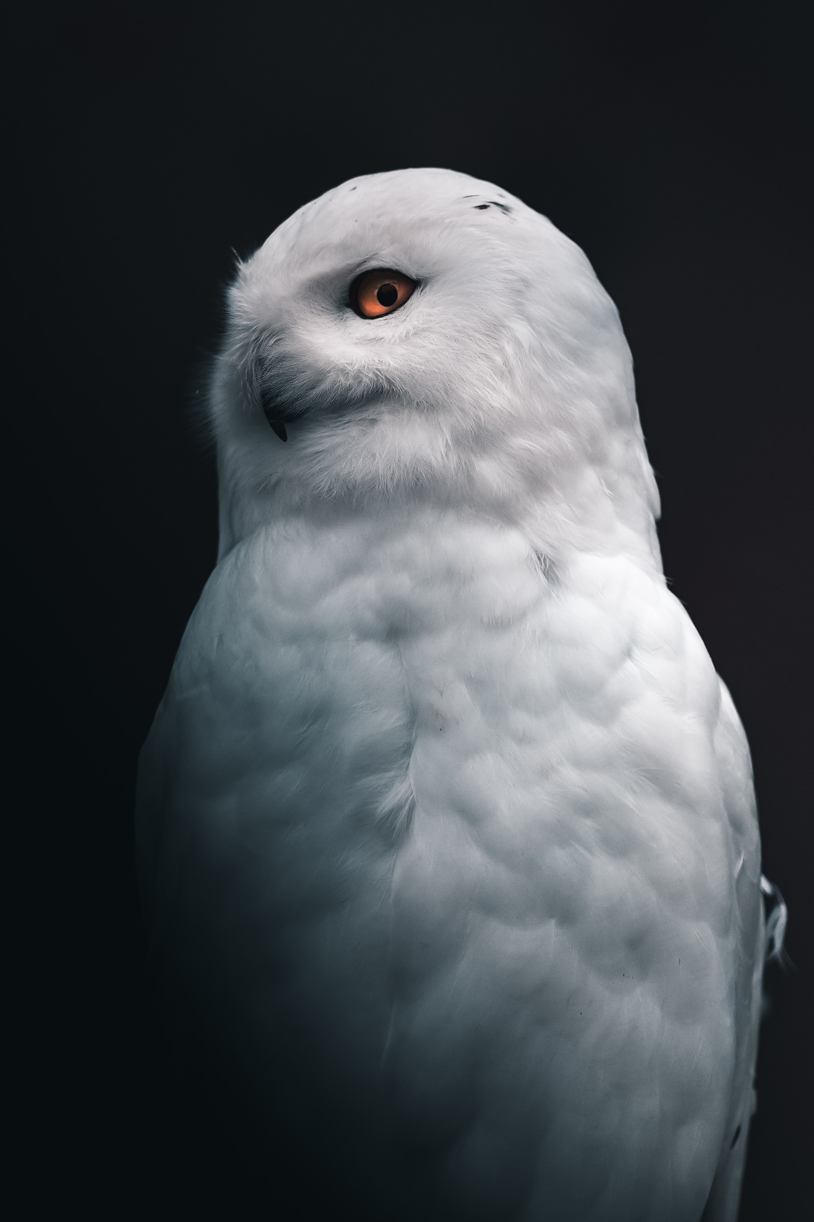 Detail Owl Background Nomer 10