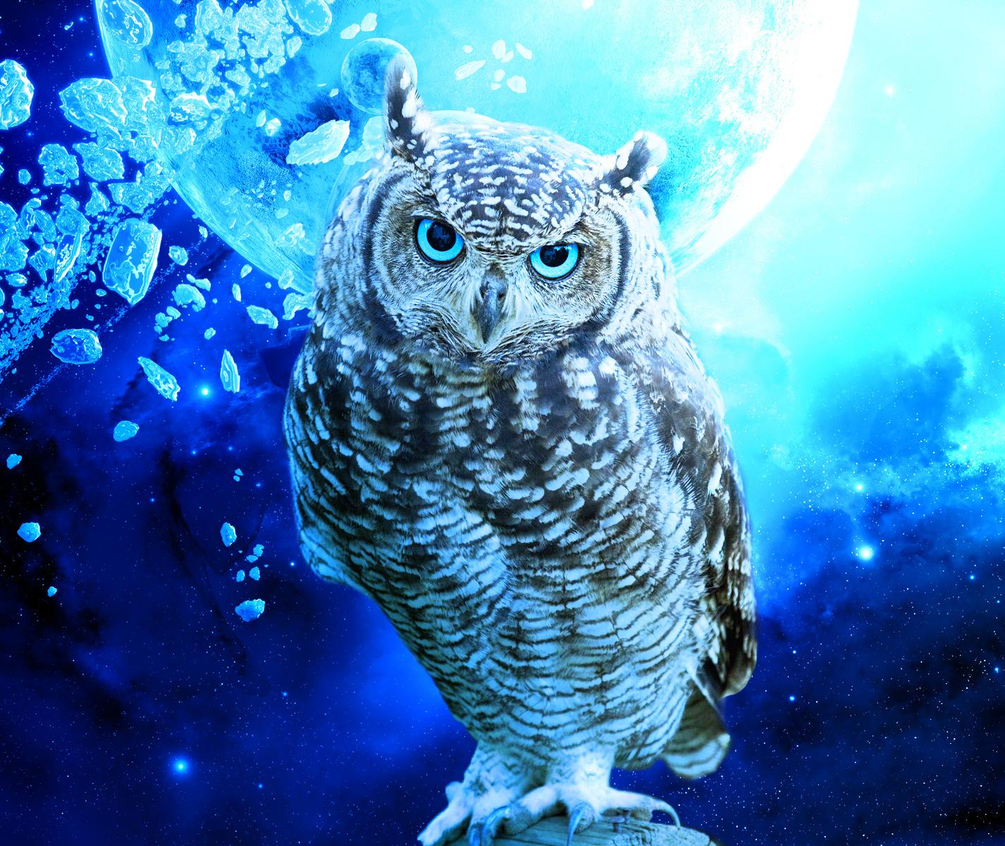 Detail Owl Backgrounds Nomer 3