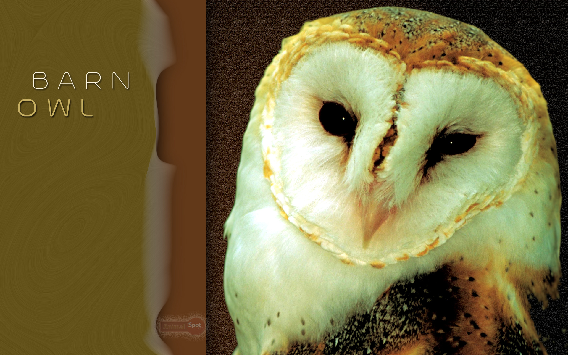 Detail Owl Backgrounds Nomer 54