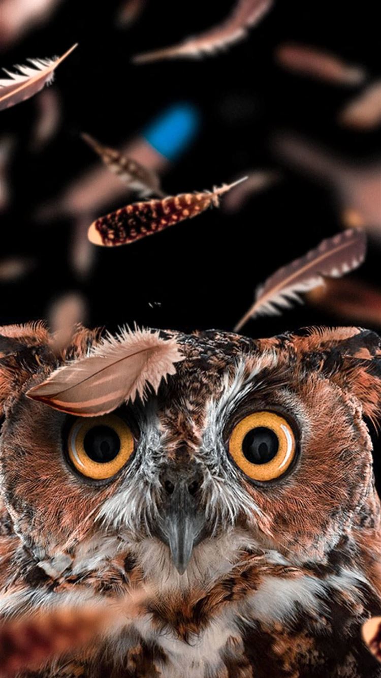 Detail Owl Backgrounds Nomer 8