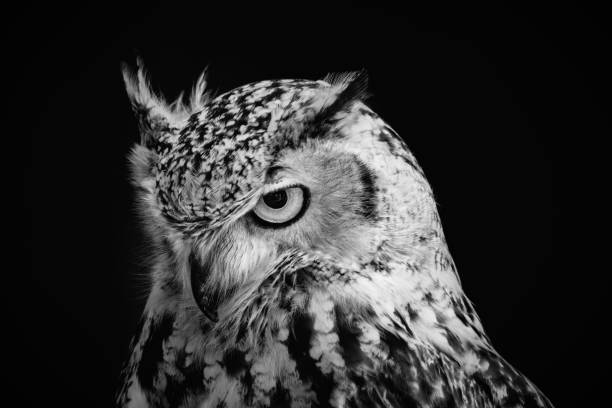 Detail Owl Black And White Nomer 13