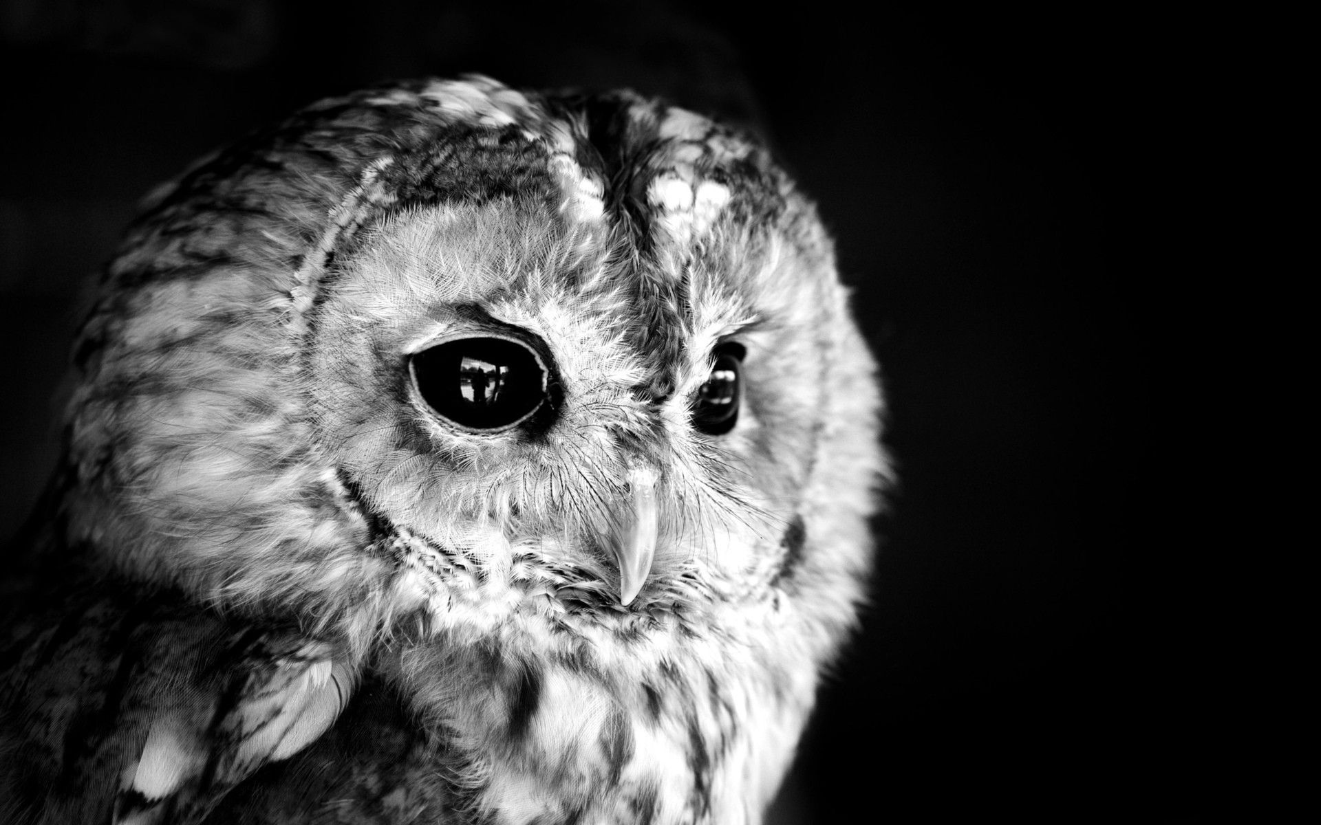 Detail Owl Black And White Nomer 16