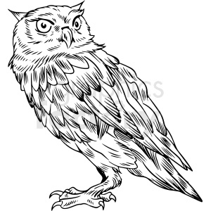 Detail Owl Black And White Nomer 56