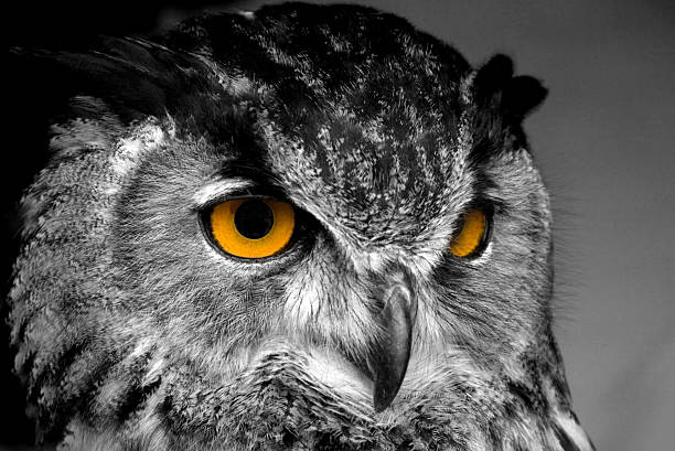 Detail Owl Black And White Nomer 7