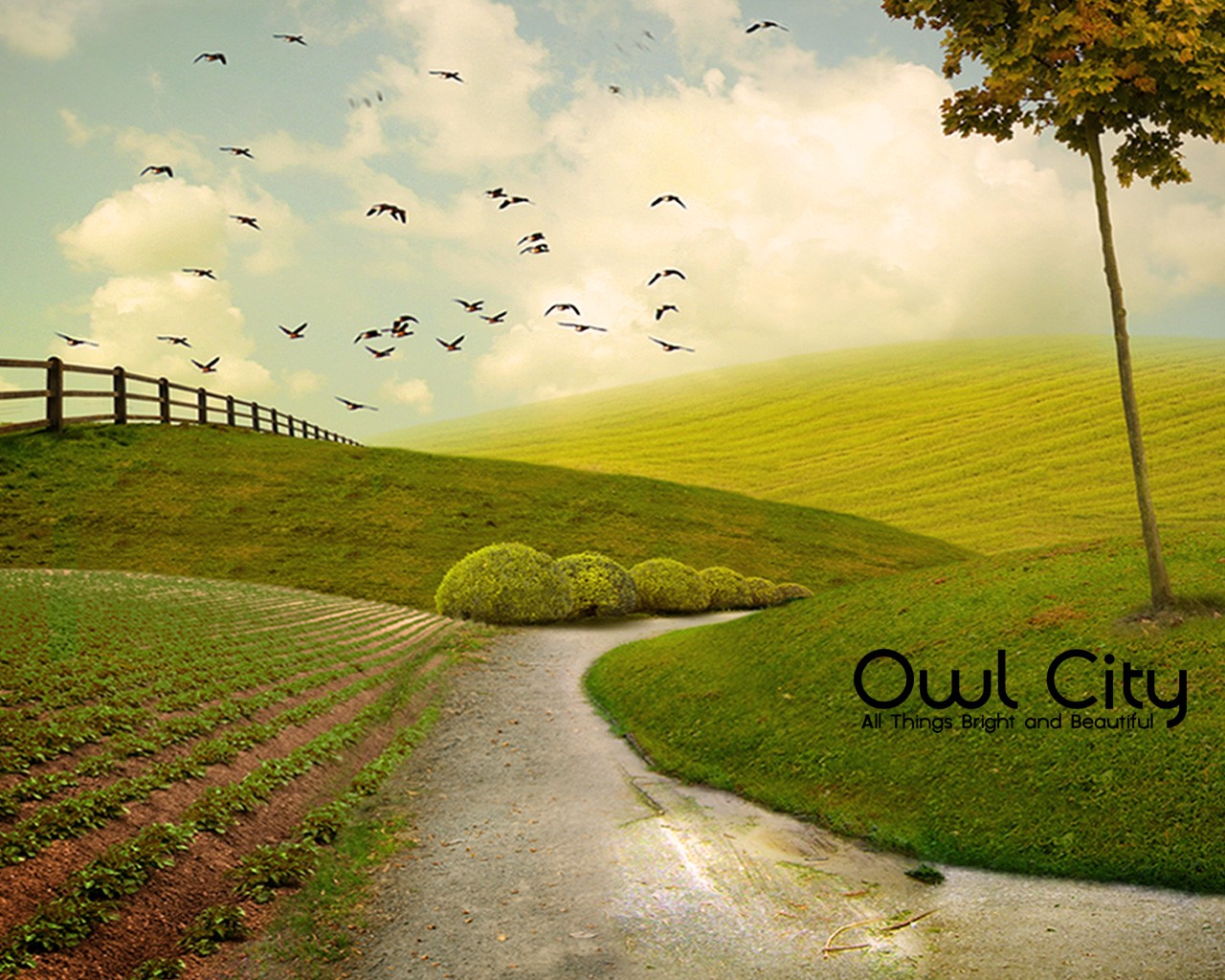 Detail Owl City Wallpaper Nomer 22