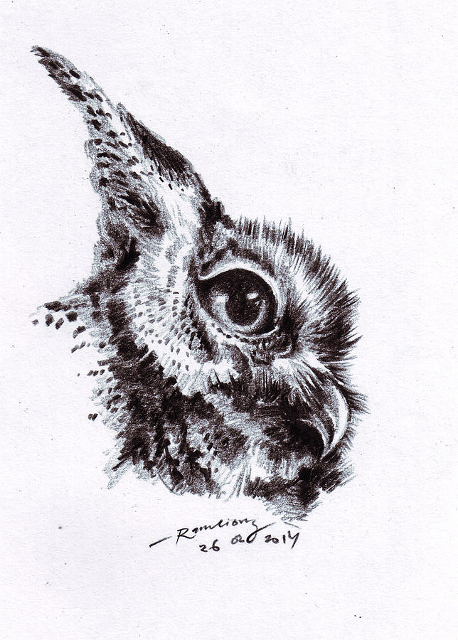 Detail Owl Gambar Burung Hantu Nomer 11