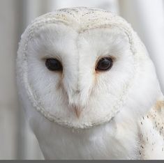 Detail Owl Gambar Burung Hantu Nomer 18