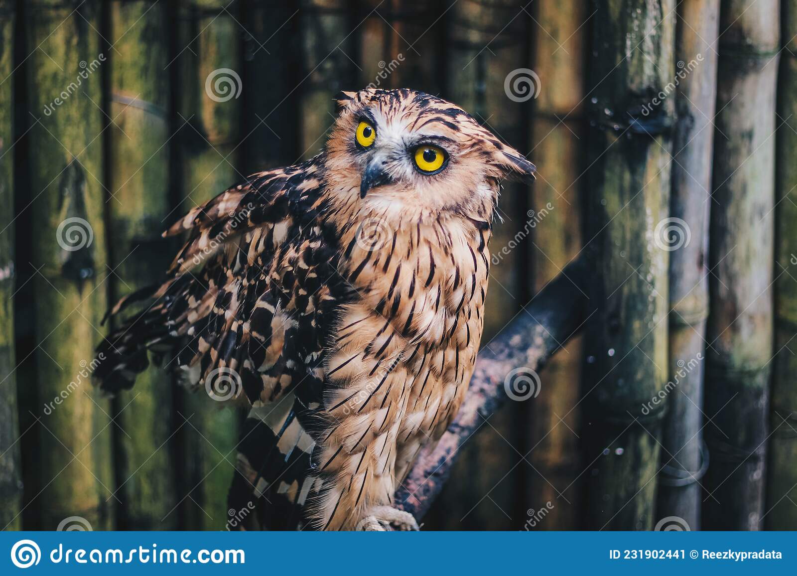 Detail Owl Gambar Burung Hantu Nomer 23