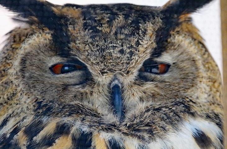 Detail Owl Gambar Burung Hantu Nomer 27