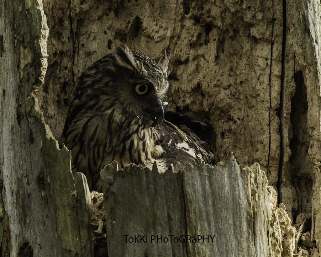 Detail Owl Gambar Burung Hantu Nomer 32