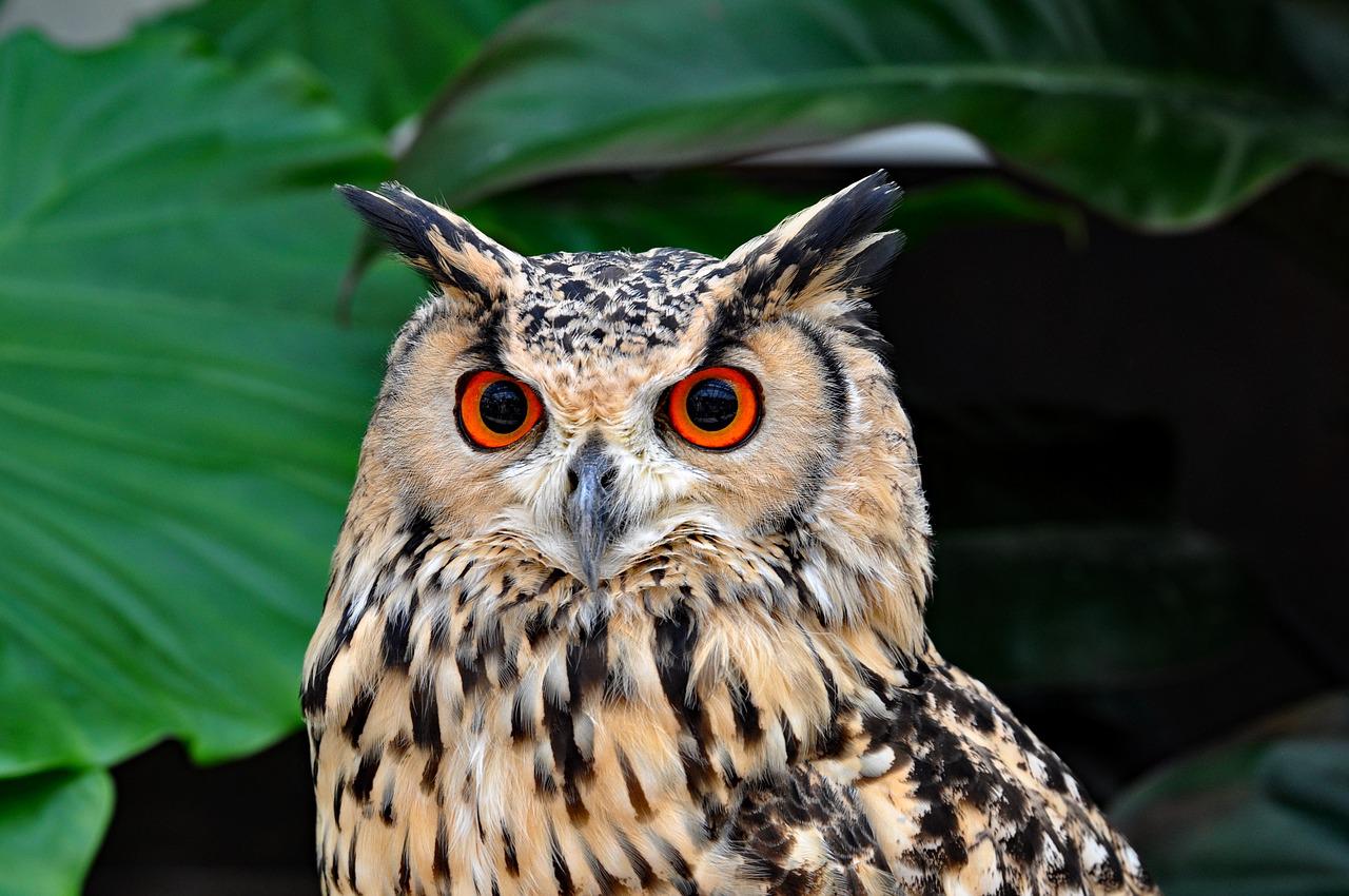 Detail Owl Gambar Burung Hantu Nomer 54