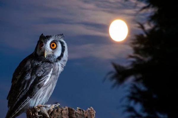 Detail Owl Gambar Burung Hantu Nomer 10