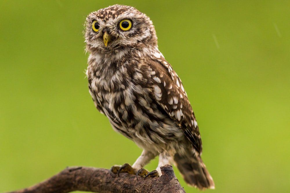 Owl Hd Images - KibrisPDR